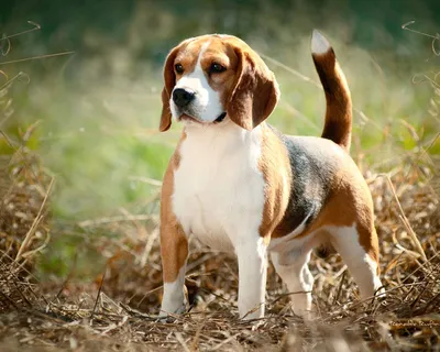 Бигль собака: описание породы, ее характер, фото и цена