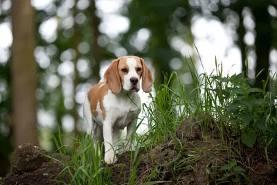 Бигль харьер (Beagle Harrier) (Породы собак) бигль харьер фото, бигль  харьер описание породы, бигль фото, бигль собака, порода бигль, бигль юа,  бигль купить, бигль щенки бигля, бигль щенок Энциклопедия о животных  