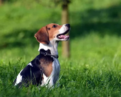 Бигль (Beagle) - это активная, дружелюбная и умная порода собак. Фото,  описание, отзывы.