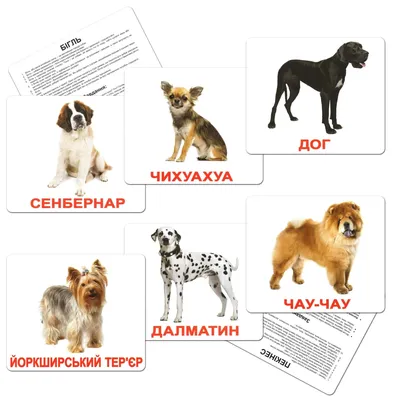 Картки Домана: Великі російські картки з фактами «Породи собак», 20  Вундеркінд з пелюшок арт 096303 по ціні 126 грн - купити на сайті  