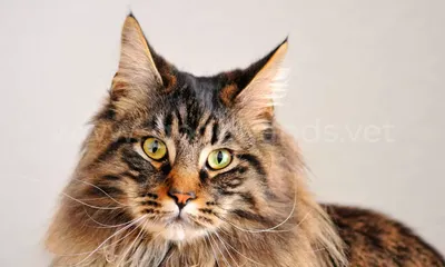 Короткошерстные породы кошек: фото и названия | WHISKAS®