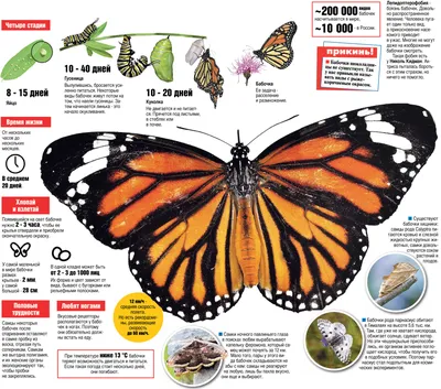 Почему из крупных городов пропали бабочки? Чем грозит человеку их  исчезновение? - Экспресс газета