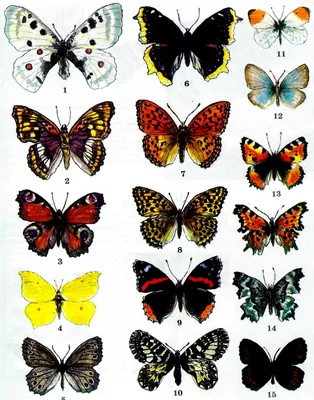 Породы бабочек картинки
