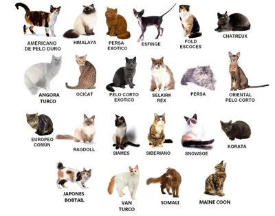 Породы кошек по алфавиту картинки