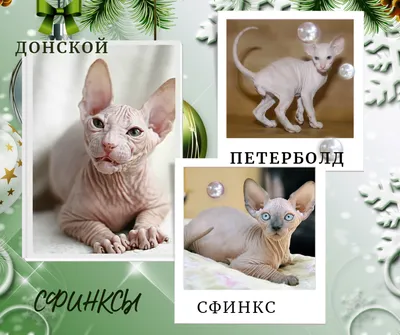 Кошки фото по алфавиту Породы кошек с названиями Окрасы пород кошек |  Описание пород кошек