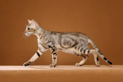 Все породы кошек от А до Я: каталог пород с фото и описанием