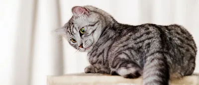 Национальные породы кошек - мифы и реалии. Обсуждение на LiveInternet -  Российский Сервис Онлайн-Дневников