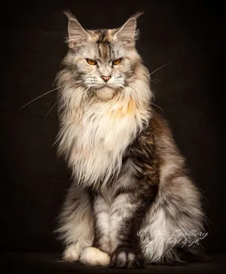 Клички для кошек «девочек» — как красиво назвать котенка «девочку» | Royal  Canin