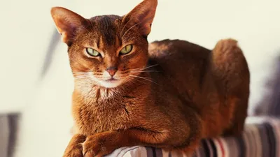 Интересные породы кошек- британская короткошерстная. | Kitten adoption,  British shorthair, British blue cat