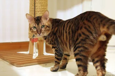  | Toyger cat, Cat breeds, Cats