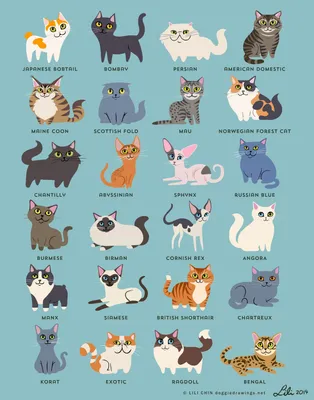 Породы кошек: список по алфавиту и другие советы по выбору