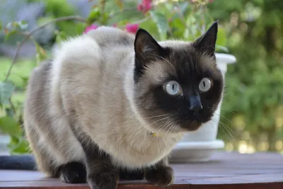Какие породы кошек притягивают счастье - список | РБК Украина