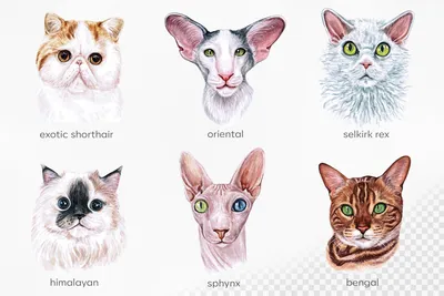 Распространенные породы кошек - картинки и фото 