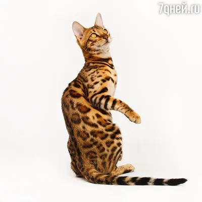 Определитель породы кошки по - картинки и фото 