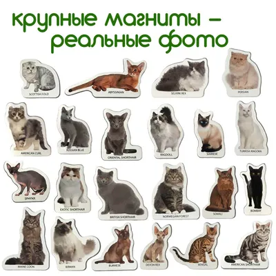 Домашние породы кошек с фото и описанием: выбираем себе питомца