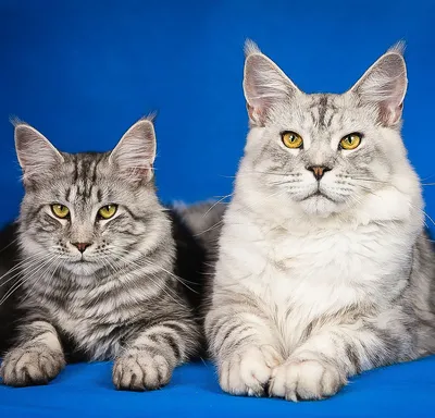 Самые ласковые породы кошек: фото, харакетр, рейтинг и цена в России