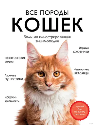 Названы самые популярные у россиян породы кошек — РБК