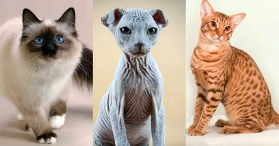Постер "Породы кошек" | Детеныши животных, Кошачьи лапы, Фотографии животных