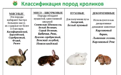 Породы Кроликов