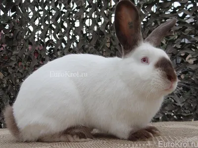 Ангорские пуховые кролики — Племенные кролики из Европы