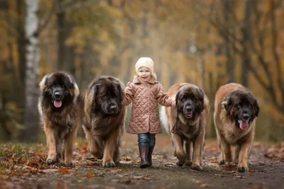 Самая большая порода собак в мире - фото с названиями | Топ самых больших пород  собак | Pet-Yes