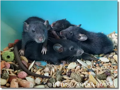 Cколько живут домашние крысы - ветклиника "в Добрые Руки"