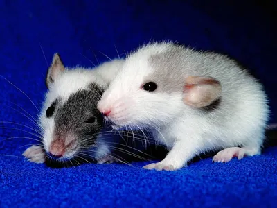 Породы и виды крыс для дома: декоративные питомцы с описанием и фото