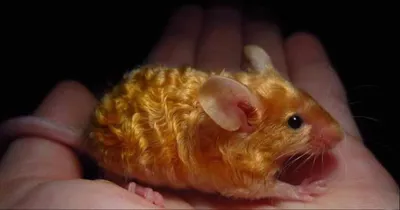 Породы домашних крыс: плюшевый мишка против сфинкса» — Яндекс Кью