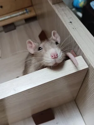 Купить декоративную крысу Дамбо | Интернет магазин ГиперЗоо