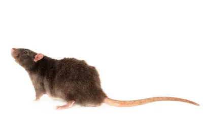 Какие есть породы декоративных крыс