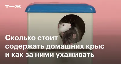 Декоративные крысы порода Дамбо, папа привезён: Договорная ᐈ Крысы | Бишкек  | 101063339 ➤ 