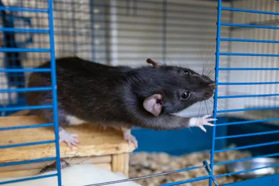 Как ухаживать за крысой дома, и чем они могут быть опасны для человека —  ТСН 24