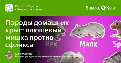 Виды декоративных крыс (стандарт, дамбо, бесхвостые, сфинкс) и их окрасы.  Домашние крысы - YouTube
