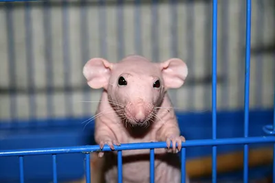 Заводчики декоративных крыс уверены: их питомцы – умнейшие и добрейшие  создания