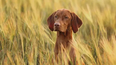 File:Breeds of dog from The Yuzhakov's Bolshaya Enc. (1904) part  -  Wikipedia