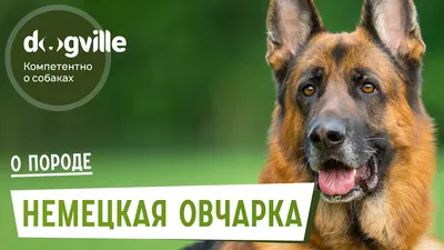 Немецкая овчарка: фото, описание, характер породы | PEDIGREE®