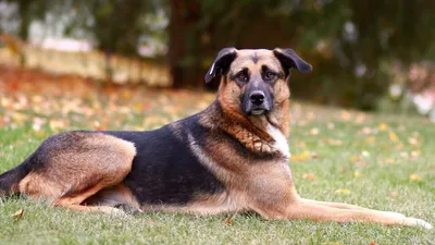 Самые преданные породы собак: названия, фото, описание, отзывы кинологов