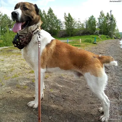 Плакат обучающий А2 ламинир. Породы собак на английском языке, с переводом  и транскрипцией 457x610 мм - купить с доставкой по выгодным ценам в  интернет-магазине OZON (339061136)