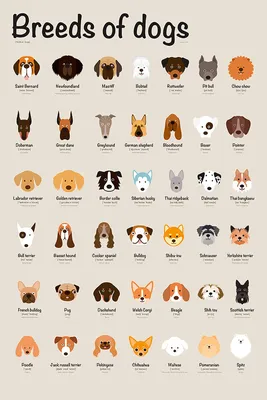 Породы собак на английском картинки