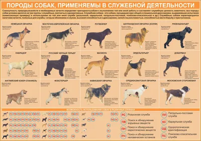 Породы самых здоровых собак: обзор и советы по выбору