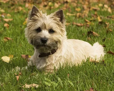 Керн терьер (Cairn Terrier) - это игривая, умная и смелая порода собак.  Фото, описание и отзывы о породе.