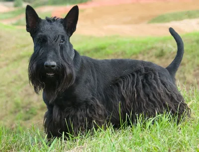 Скотч терьер (Scottish Terrier) - это умная, сообразительная и преданная порода  собак. Фото, отзывы и описание породы.