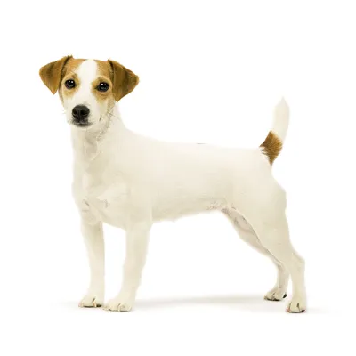 Стафф собака: фото, характер, описание породы