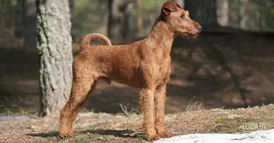 Стаффордширский терьер: все о породе 🐕, размер, окрас, щенки, фото