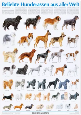 Список пород собак с (72 фото) - картинки 