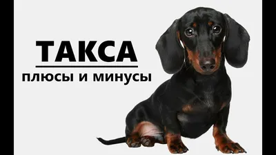 Такса: стандарты, размеры, 🐕 вес, окрас, уход, воспитание, дрессировка