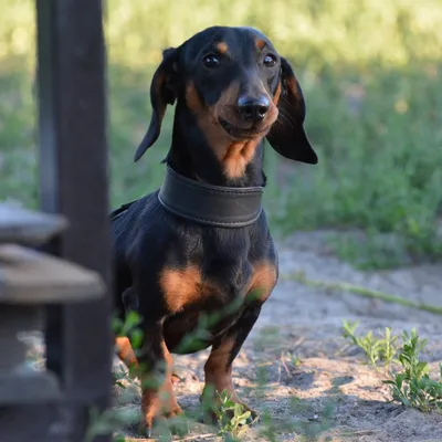 Такса (Dachshund) - собака невероятно милая и душевная. Описание, фото,  отзывы о породе.