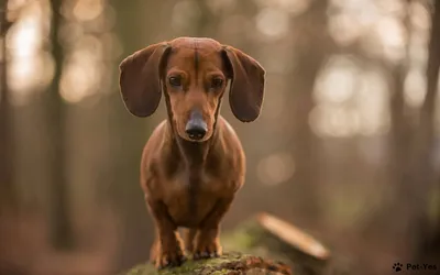 Royal Canin Dachshund Adult для взрослых собак породы Такса - 1,5 кг -  купить в Москве | КотМатрос