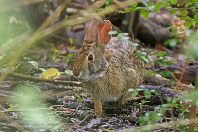 СКОЛЬКО ЦЫПЛЯТ И УТОК БУДЕМ СЧИТАТЬ🐇КРОЛИКИ🐇 ДЕРЕВНЯ⛪ГЕРМАНИЯ - YouTube