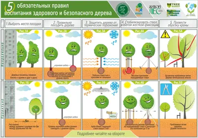 Посадка деревьев, кустарников, цветов в Киеве и Киевской области